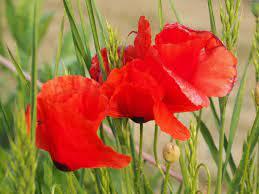 Coquelicot zoom