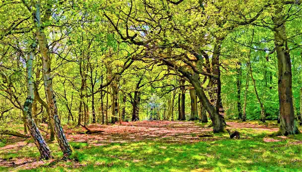 Foresta di sherwood