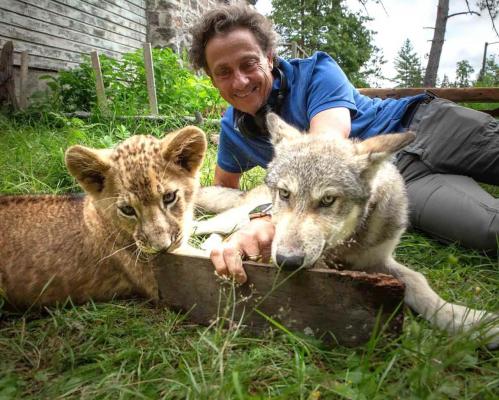 Le loup et le lion