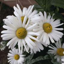 Marguerites animees