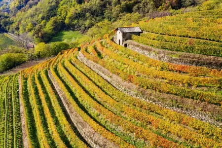 Terrazzamenti valtellinesi