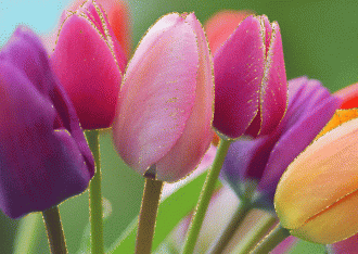 Tulipes colorees